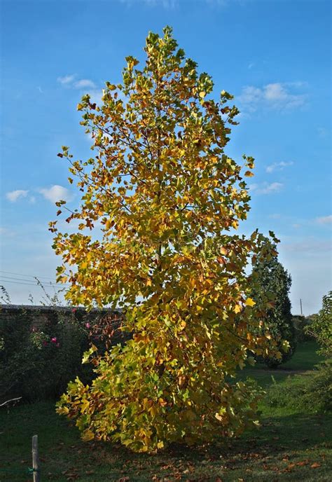 Poplar Tree With Yellow Leaves At Autumn Stock Photo - Image of sunny ...