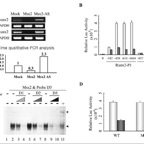 Runx2 Ii Is Specifically Stimulated By Bmp 2 A Mc3t3 E1 Cells Were