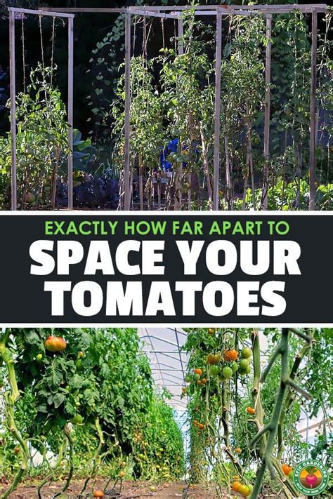 Tomato Plant Spacing Everything You Need To Know Artofit