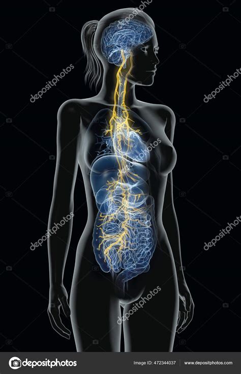 Vagus Nerve Diagram