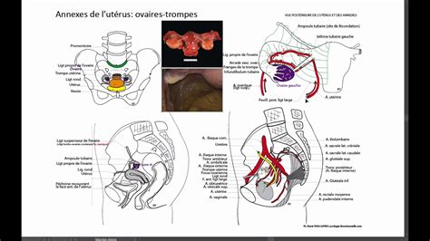 ANNEXES DE LUTÉRUS YouTube