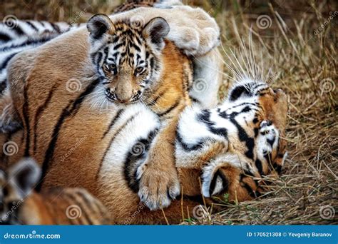 Tigress with Cub. Tiger Mother and Her Cub Stock Photo - Image of ...