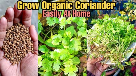 Grow Organic Coriander Dhaniya Cilantro At Home Fast And Easy Method