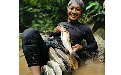 Ikan Tengas Di Sungai Kelau Sahih