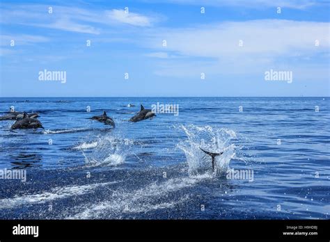 Group of Dolphins jumping Stock Photo - Alamy