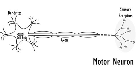 Types Of Nerve Cells Types Of Neurons Cells Of The Nervous System