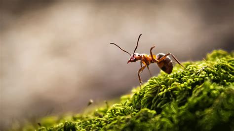 To Study Human Brains, Evolutionists Studied...Ants | The Institute for Creation Research