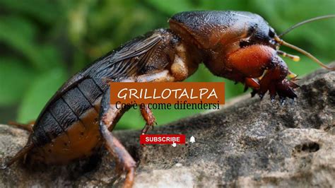 Grillotalpa Cos E Come Eliminarlo Dalle Nostre Piante Youtube