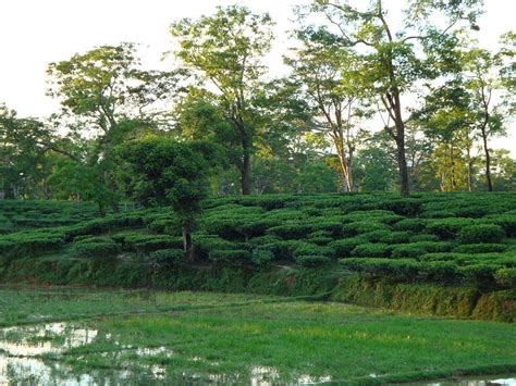 Assam Tourism | Assam Map