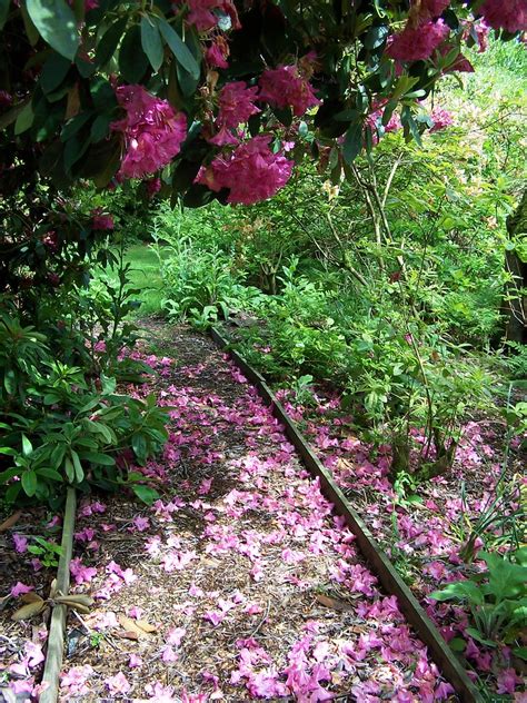 Chiffchaffs Day Linda Thorne S Gardens Of Jane Austen To