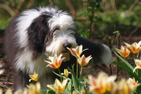 Bearded Collie Charakter Ernährung Pflege