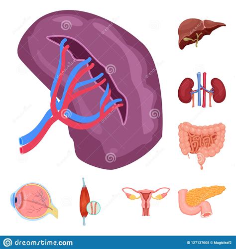 Isolated Object Of Body And Human Symbol Set Of Body And Medical Stock