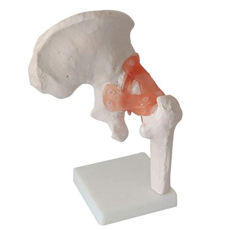 Buy FXQ Hip Joint Anatomy Model Profession Hip Anatomy Model Of Human