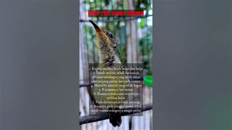 konin ijoan jantan kicaualam birds kicaumania burung