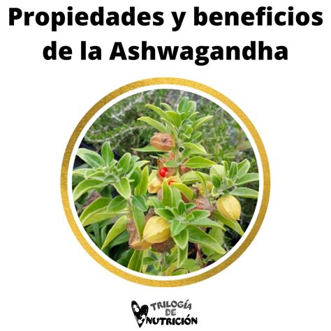 Conoce Las Propiedades Y Beneficios De La Ashwagandha