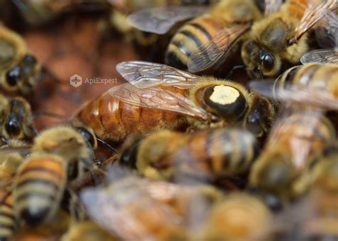 Buckfast Queen Bees (Naturally Mated) • ApiExpert