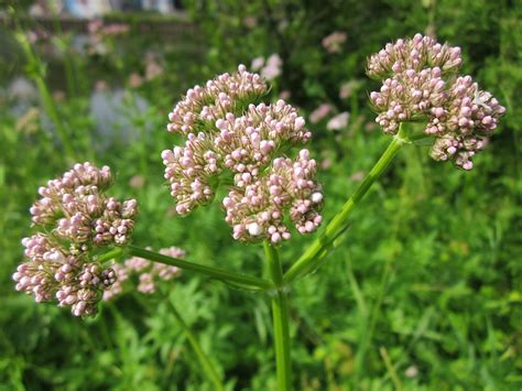 Valerian Plant: How to Grow and Use This Powerful Ally - Garden and Happy