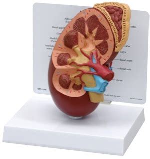 Kidney Anatomy Model