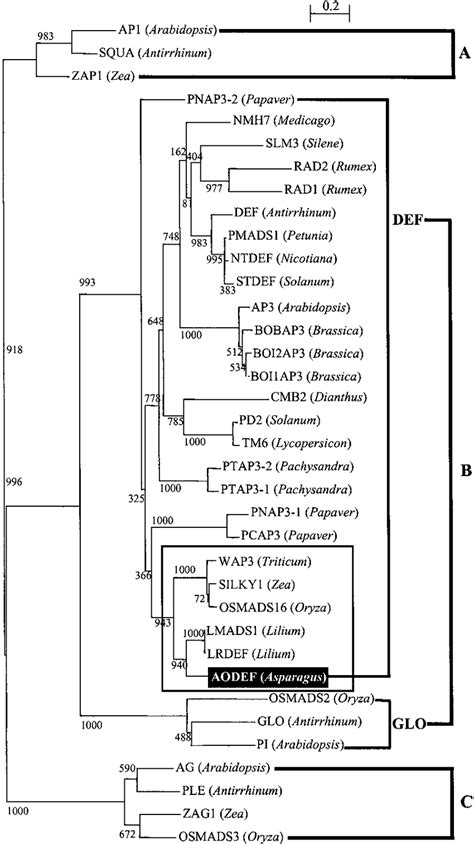 Phylogeny Reconstruction Of Plant Mads Box Genes The Neighbor Joining