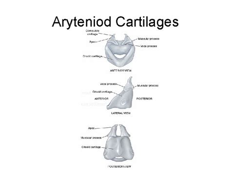 Anatomy Of Phonation Chapter 4 Perry C Hanavan