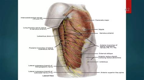 Upper limb muscles | PPT