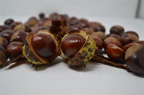 Conker, conkers, horse chestnut, chestnut, nut - free image from ...