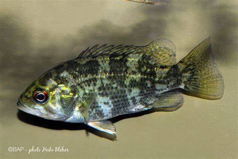 Ambloplites rupestris (Rafinesque 1817) – BAP