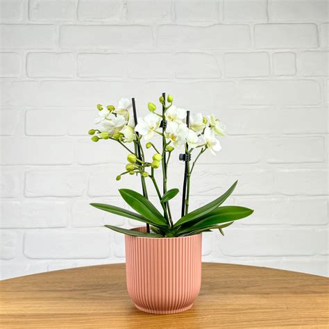 Be In Love With Orchids