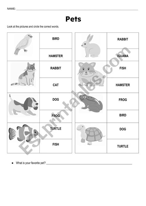 Pets ESL Worksheet By Teacherlizbr13