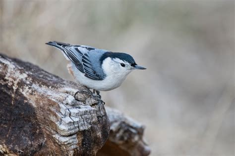 Free photo: White-breasted Nuthatch - Nature, Wood, Wings - Free