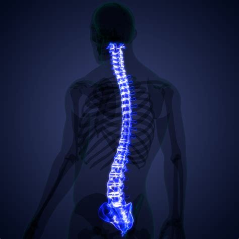 Spinal Cord Vertebral Column Of Human Skeleton System Anatomy