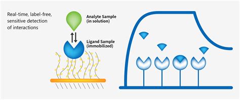 Spr Bli Binding Assay