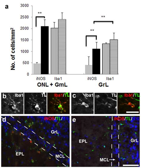 Density Of Inos And Iba Positive Cells In The Olfactory Nerve Onl