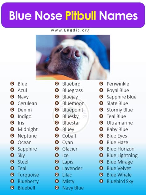 500+ Best Unique Pitbull Names (Male, Female) - EngDic