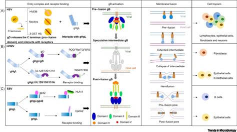 Targeting Herpesvirus Entry Complex And Fusogen Glycoproteins With