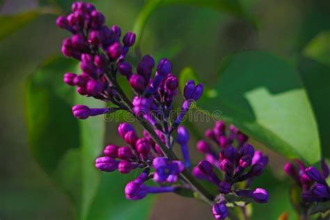 Fragrant Branch Of Lilac Blooms In The Garden In Spring Stock Photo