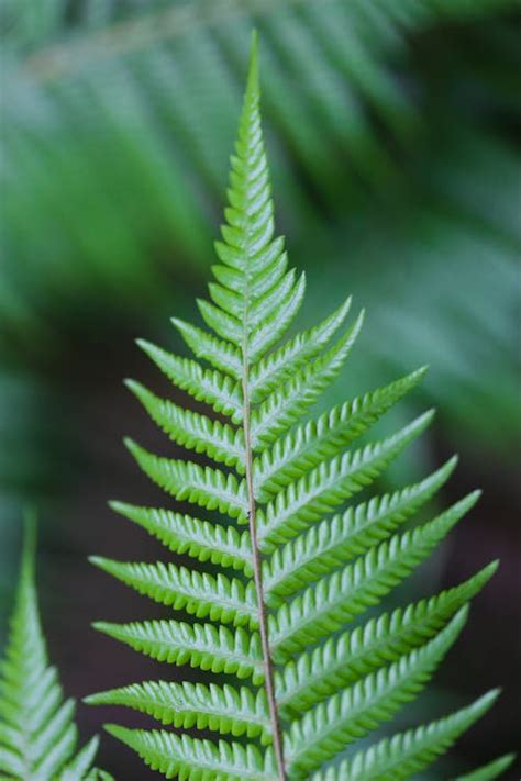 photo  green fern leaves  stock photo