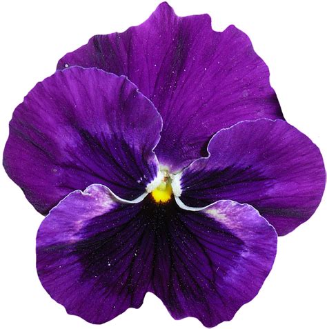 1000 Free Pansies And Pansy Images Pixabay