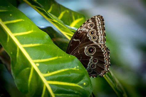 Photos Butterflies Are Blooming At Frederick Meijer Gardens