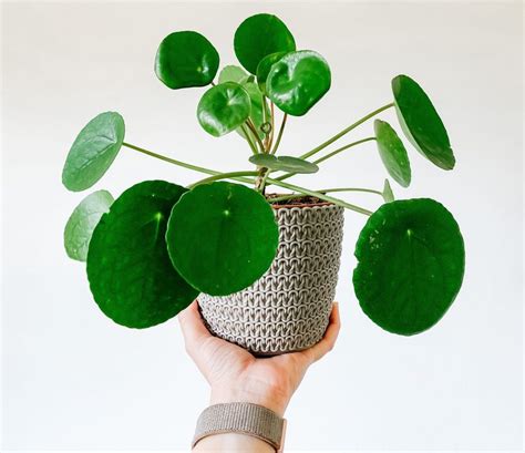 Patrimonio Fr O Frugal Pilea Peperomioides En Agua Cort S Aproximaci N