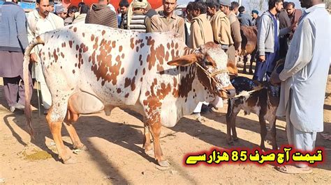 Today Malumor Mandi Jhang Cross Cows Fresh Rates Update Cow Mandi