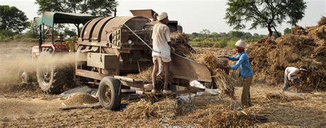 Govt Hikes Wheat MSP By Rs 100 Qtl Pulses By Up To Rs 550 Qtl