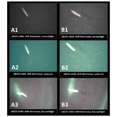 Determining The Sex Of Adult Fruit Flies A Morphological