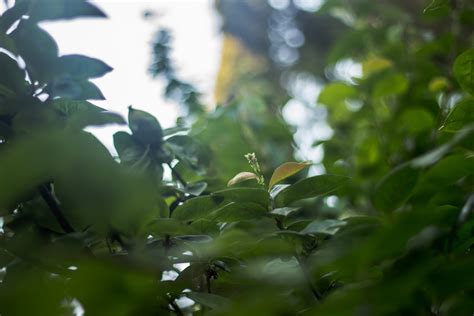 Hintergrundbilder Sonnenlicht Wald Blätter Natur Gras Pflanzen