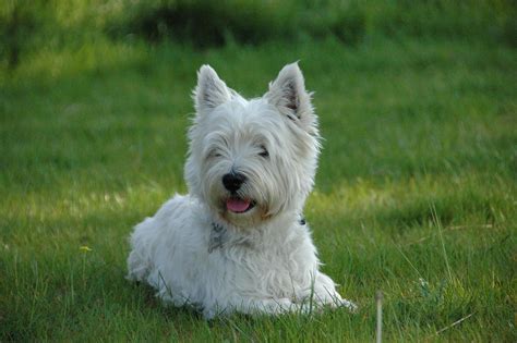 West Highland White Terrier Puppies for Sale in Clarkton, NC ...