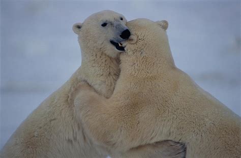 Two Polar Bears Spar In The Snow Photograph by Paul Nicklen