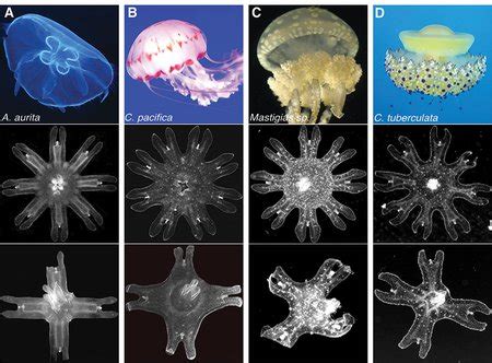 Injured Jellyfish Seek to Regain Symmetry - www.caltech.edu