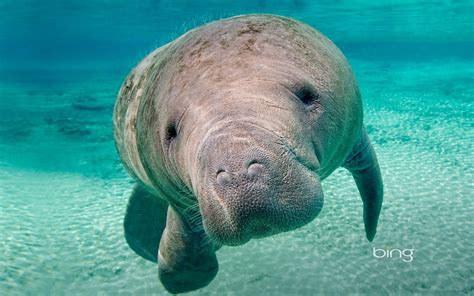 Florida Manatee Trichechus Manatus Latirostris Crystal River West