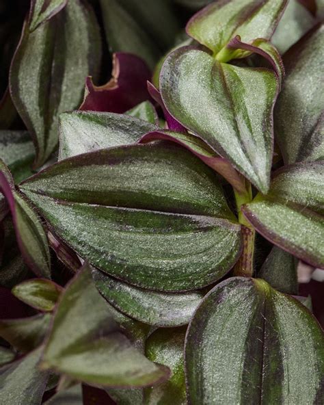 Silver Inch Plant Tradescantia Zebrina Purpusii The Stem