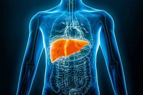 liver disease pictures   images  unsplash